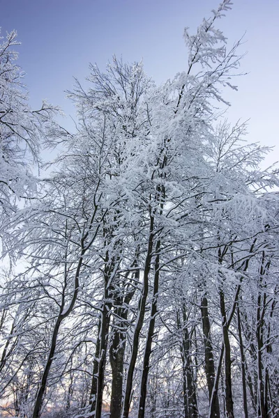 Looking Beautiful Winter Trees Branches Covered Snow Blue Sky — Stock Photo, Image