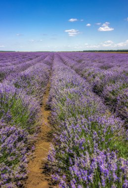 Lavanta çiçek çiçek açan sonsuz satır alanları kokulu. Dikey görünüm.