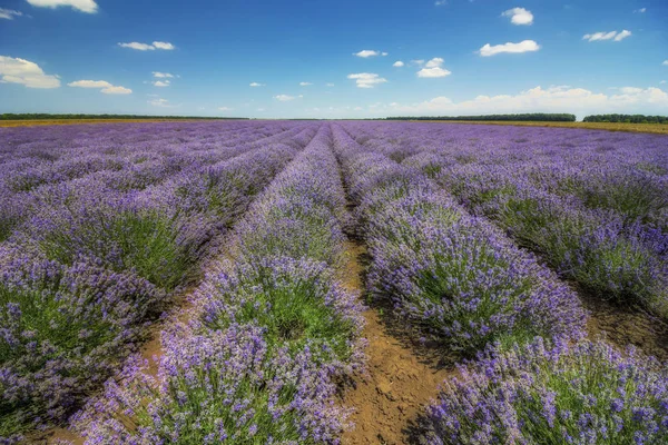 Lavanda Flor Florescendo Campos Perfumados Linhas Intermináveis Vista Dia — Fotografia de Stock