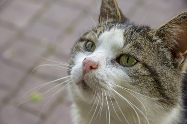 Ararken yeşil gözlü sevimli kedi portresi. Kapatın. Arka plan bulanık