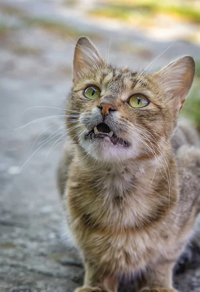 Um gato variegado — Fotografia de Stock