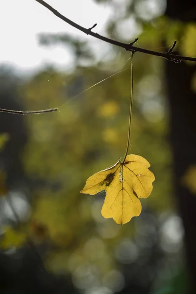 Autumn leaf fall — Stock Photo, Image
