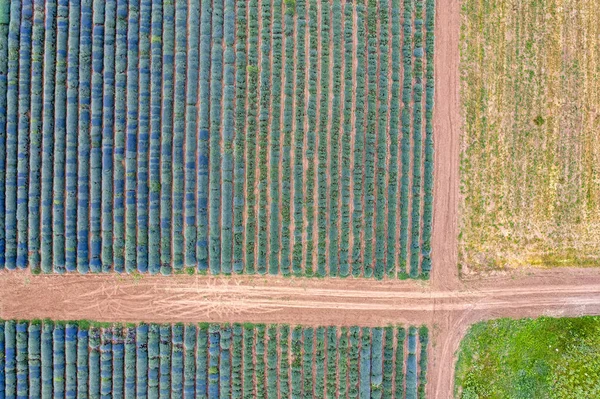 Maatalouden drone laukaus . — kuvapankkivalokuva