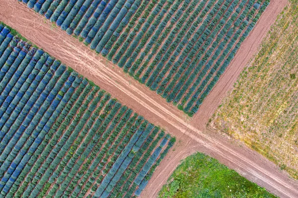 roads between lavender fields.