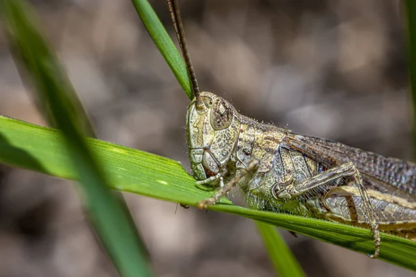 F a small grasshopper — Stock Photo, Image