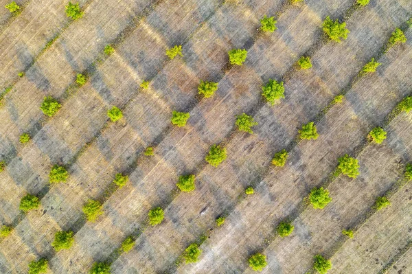 Campos agrícolas, terras cultivadas . — Fotografia de Stock