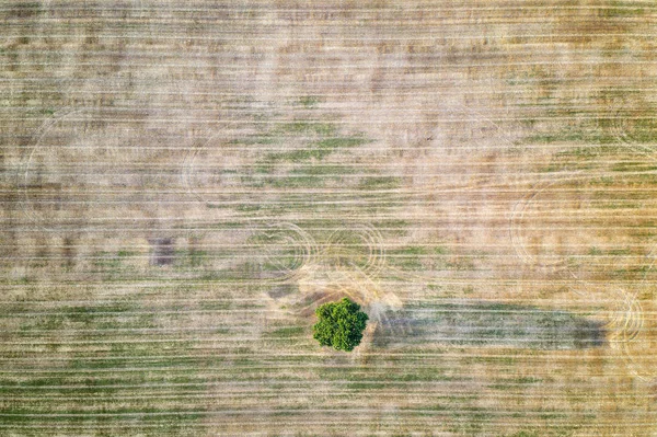 Baum — Stockfoto