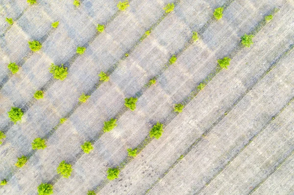 Grüne Baumreihen — Stockfoto