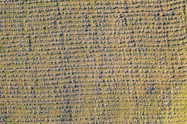 Una vista de dron de un campo con hierba recién cortada —  Fotos de Stock