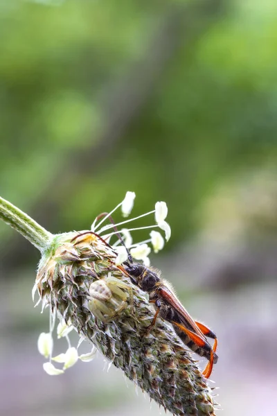 Ruhe — Stockfoto