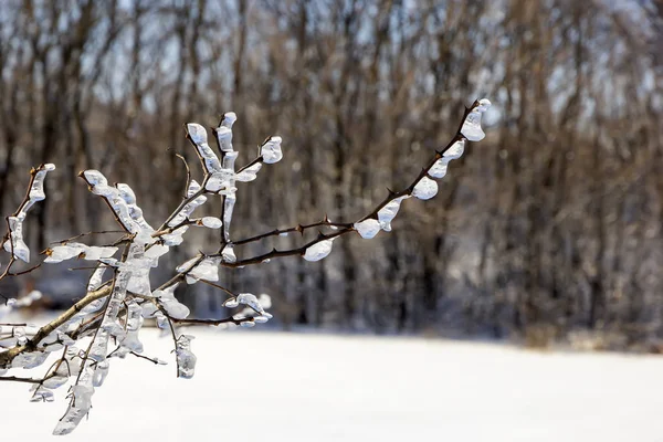 Frozen tree branches — Stock Photo, Image