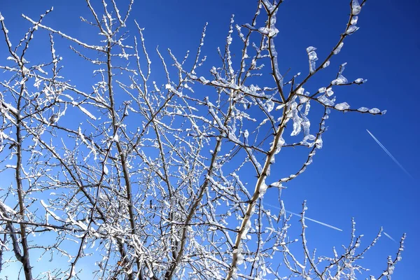 Frozen branches — Stock Photo, Image