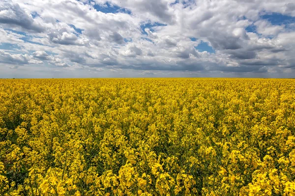 Paisaje Día Con Campo Colza Amarilla Cielo Increíble Con Nubes — Foto de Stock