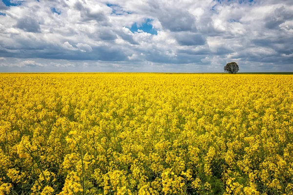 Tageslandschaft Mit Gelbem Rapsfeld Mit Einsamem Baum Und Herrlichem Himmel — Stockfoto