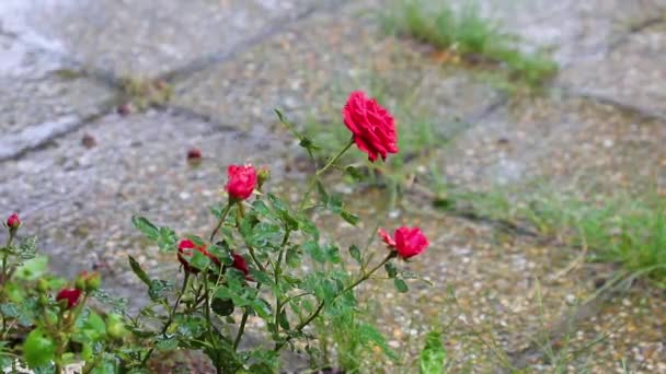 夏天的雨中 花园里的美丽的红玫瑰 — 图库视频影像