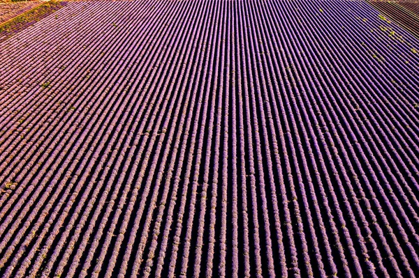 Luftaufnahme Von Der Drohne Eines Erstaunlichen Lavendelfeldes Reihen — Stockfoto
