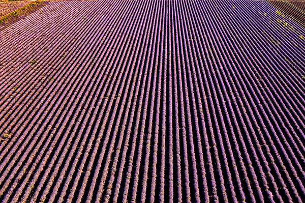 Vista Aérea Desde Dron Increíble Campo Lavanda Filas —  Fotos de Stock