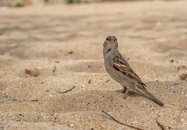 Söt Liten Sparv Letar Efter Mat Frön Stranden — Stockfoto