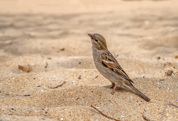 Zvědavý Malý Vrabec Hledá Jídlo Pláži — Stock fotografie