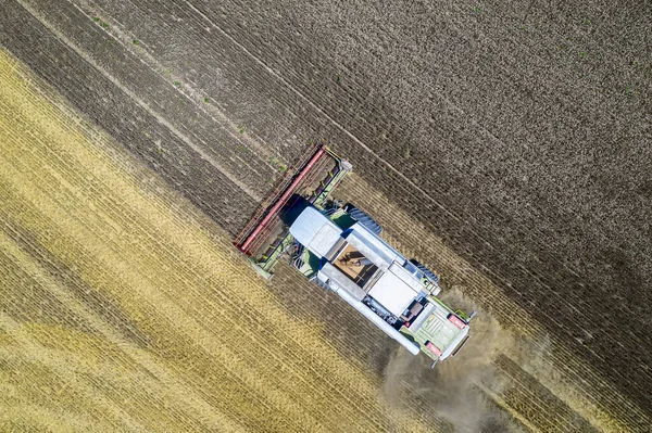Aerial view drone of harvesting field with combine mows wheat.  Harvesting in the fields. Top view