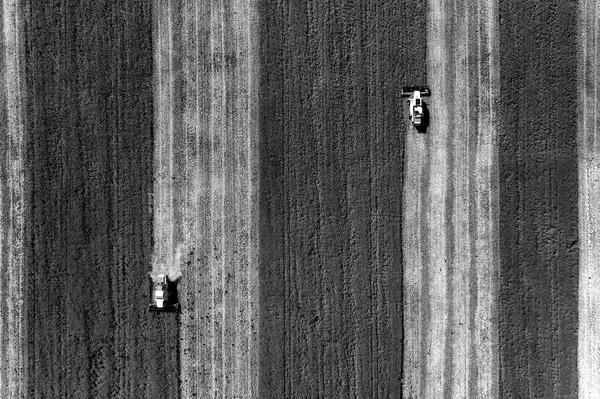 Harvesting time. Agricultural industry. Black and white aerial top view of combine harvester in field.