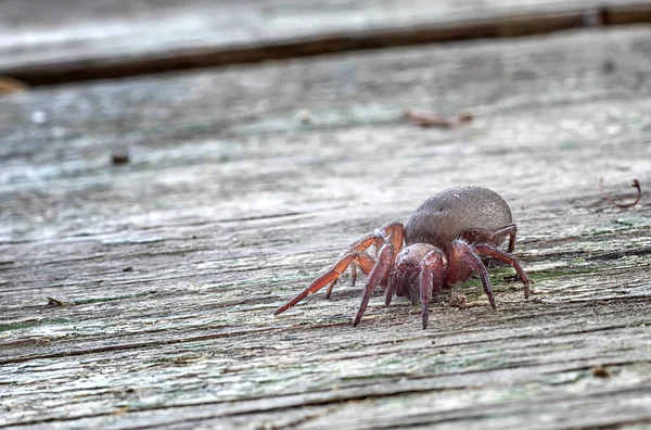 거미의 매크로 수평으로 바라본 — 스톡 사진