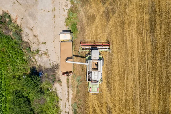 Mähdrescher Lädt Erntegetreide Auf Kipper Erntezeit Agrarszene Landwirtschaftliches Erntefeld — Stockfoto