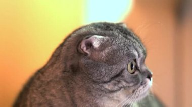 Şokta olan kedi keskin bir şekilde başını çevirir.