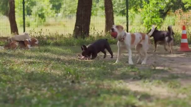 Francia bulldog többek között a kutyák hordoz egy nagy játék — Stock videók