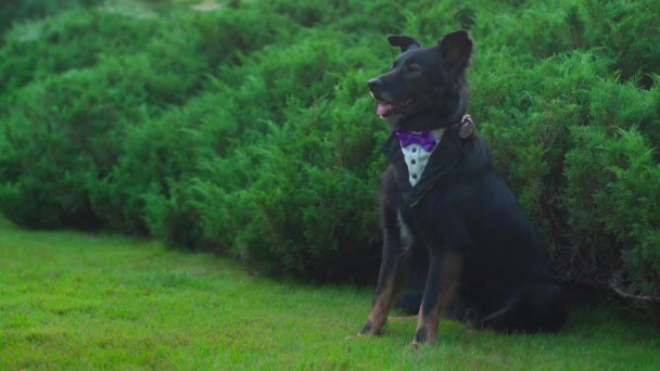 Czarny pies bezpieczeństwa w krawacie kołnierz, przechodzi corgis — Wideo stockowe