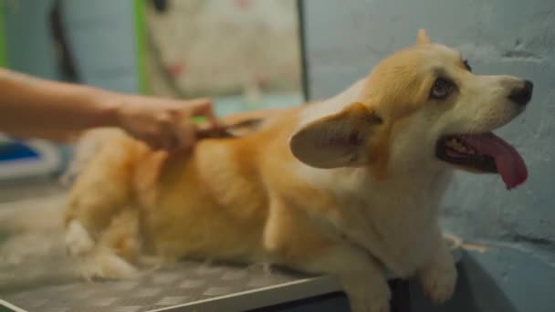 Corgi hund sitter på trimmerbordet. Han borstas av en skötare. — Stockvideo