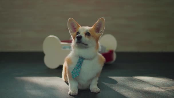 Le chien de la race corgi dans une cravate s'assoit soigneusement, puis s'en va — Video