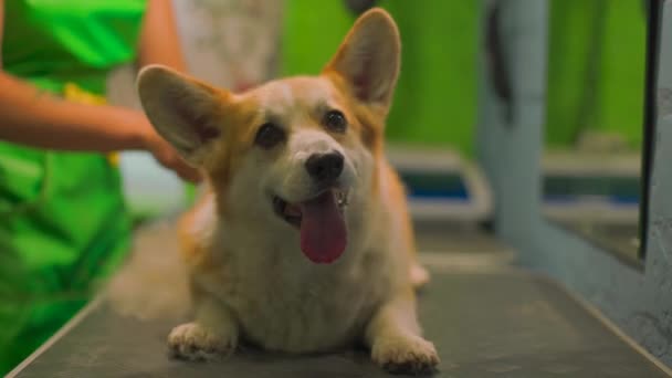 Ο σκύλος Κόργκι κάθεται στο τραπέζι των κομμωτών. Τον βουρτσίζει ένας φροντιστής. — Αρχείο Βίντεο
