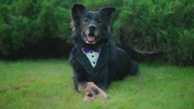 Papyonlu takım elbiseli bir köpek yeşil çimlere uzandı ve uzaklaştı.