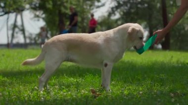 Köpek yetiştiricisi Labrador yazın parkta köpek içicisinden su içer.