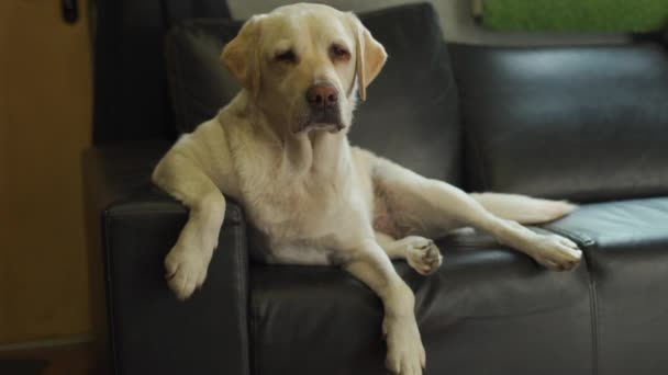 Fáradt kutya fekszik a kanapén, és nem akar menni sehova — Stock videók
