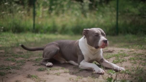 Pies hoduje Staffordshire terrier w ogrodzie leży, a następnie odchodzi — Wideo stockowe