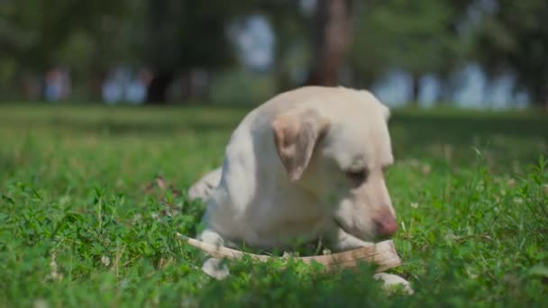 Labrador perro se encuentra en un parque de verano y sonríe un cuerno de ciervo Como palo — Vídeo de stock