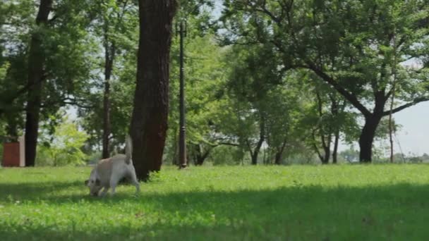 Pies rasy Labrador przeszukuje i znajduje róg jelenia w postaci kija — Wideo stockowe