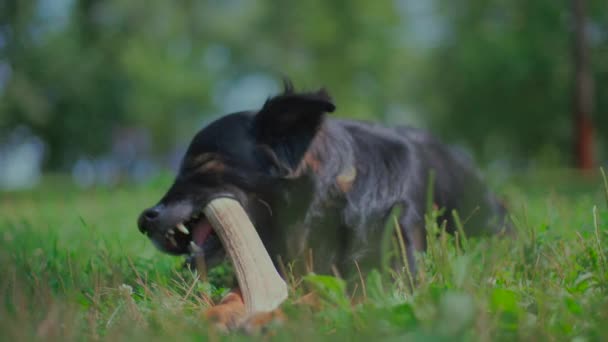 Černý pes leží v letním parku a zubí se jelení roh jako klacek. — Stock video