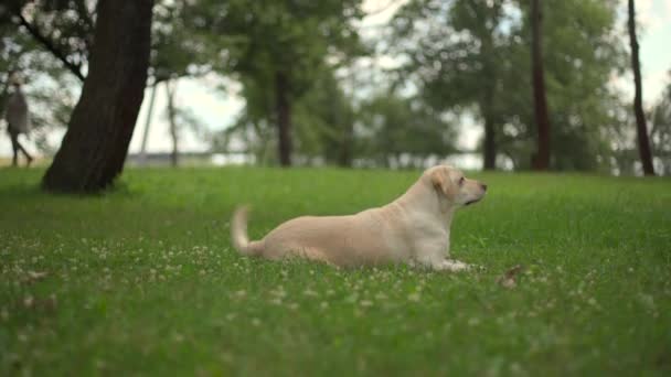 Собака породи Лабрадор виконує команди і трюки — стокове відео