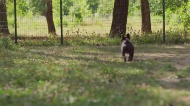Fransız bulldog büyük oyuncağın peşinden koşar ve çerçeveyi taşır