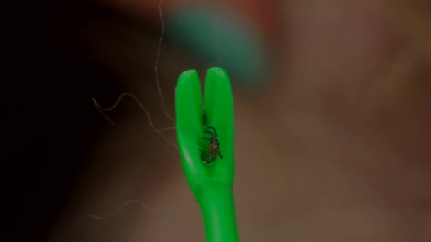 Removing a tick from a dog with a hook — Stock Video