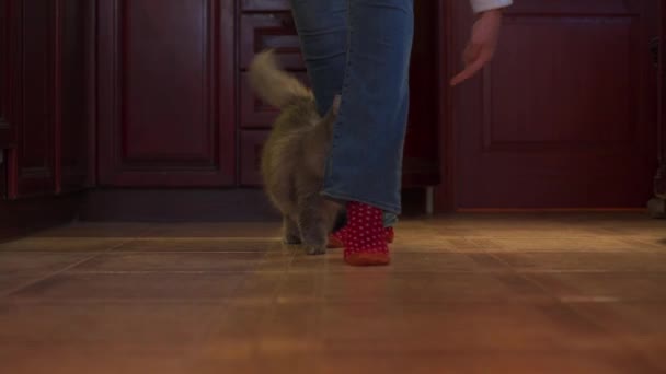 Training a cat that does a trick called "snake." — Stock Video