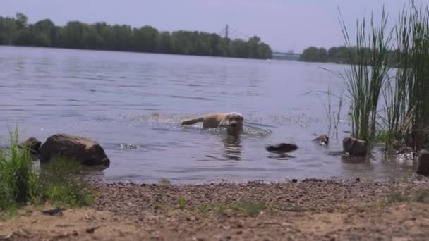 래브라도 개가 물 속으로 뛰어들어 물 속에 있는 막대기를 발견 한다. — 비디오