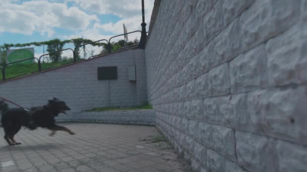 El perro salta sobre la pared, luego se aleja de ella — Vídeos de Stock