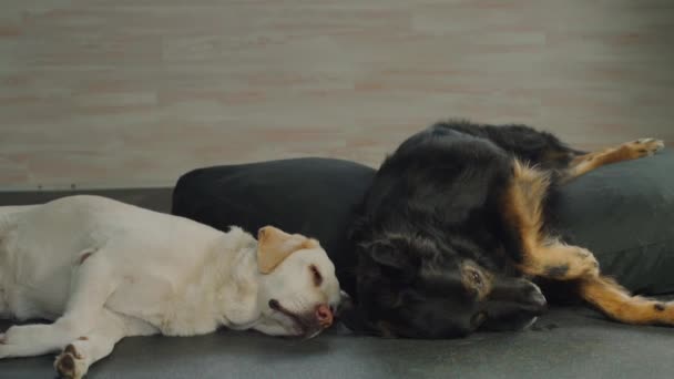 Twee vermoeide honden liggen op de grond — Stockvideo