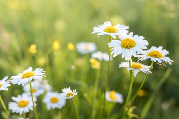 Margeriten Bei Sonnenaufgang Morgenweiches Licht — Stockfoto