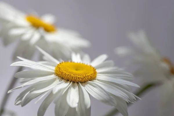 Kamillen Die Blumen Des Sommers — Stockfoto