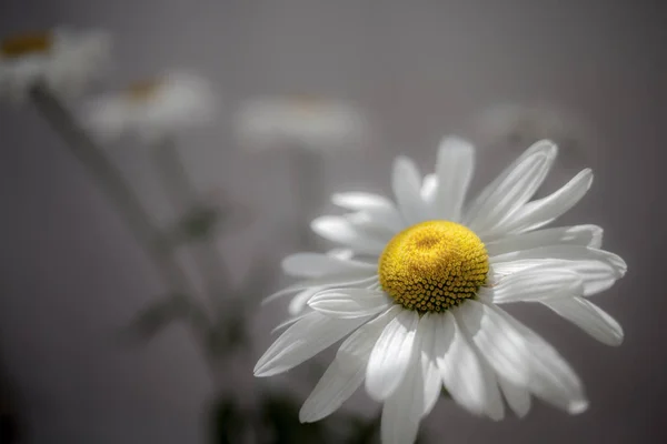 Blumenstrauß Gänseblümchen — Stockfoto